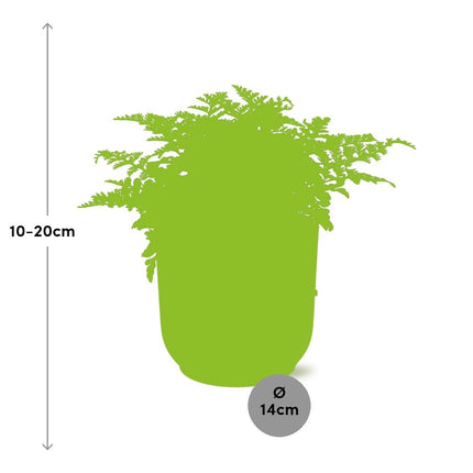 Asplenium Parvati en elho Vibes Fold Ø14cm amarillo