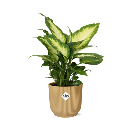 Dieffenbachia 'Camilla' in elho Vibes Fold Ø14cm giallo - ↕30-40cm