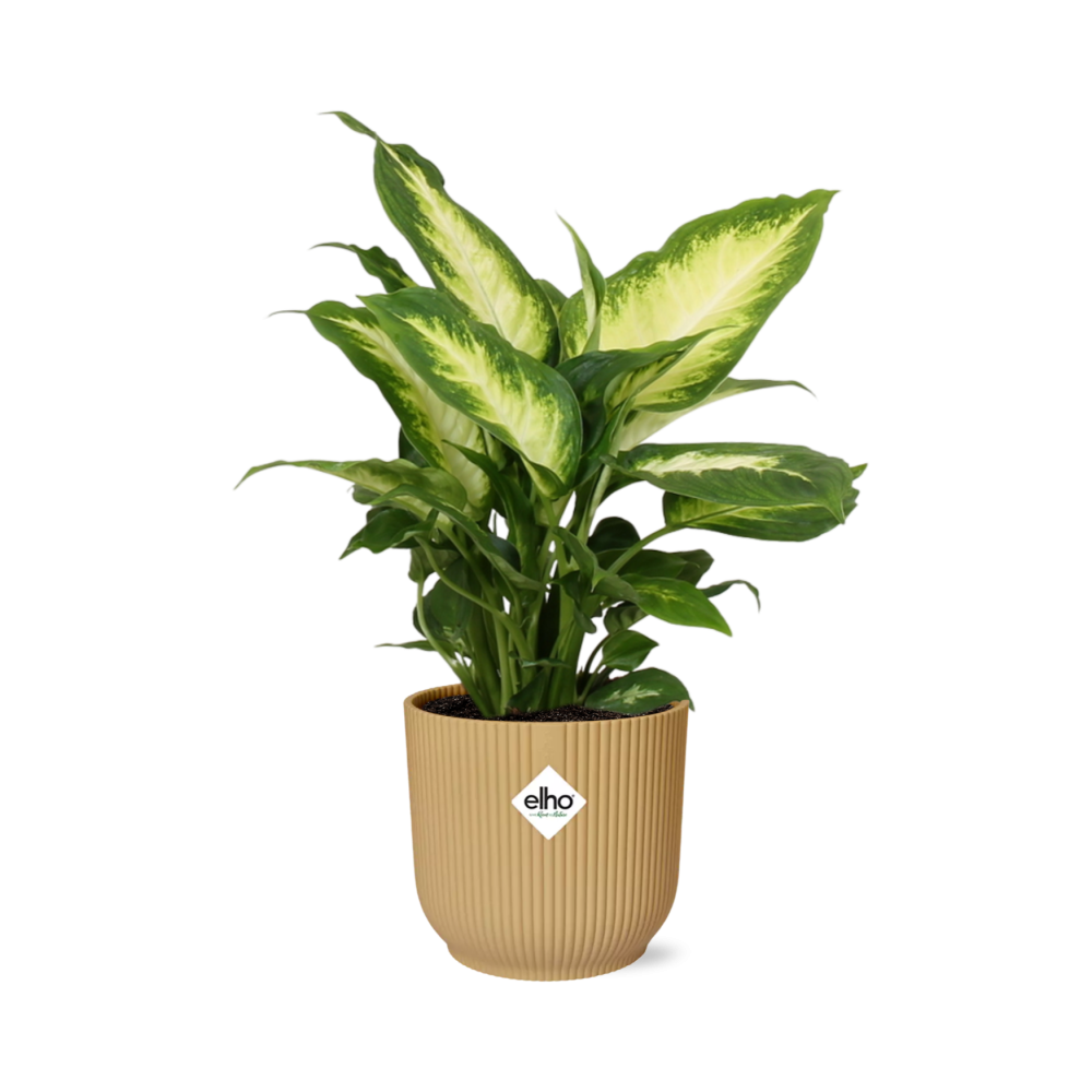 Dieffenbachia
