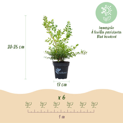 Buxus Haag - BetterBuxus Babylon Beauty - Resistant tegen de Buxus schimmel - 1 strekkende meter - ↕30-35cm - Ø13cm - 6x