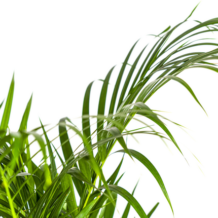 Dypsis Areca Lutescens con cesta - ↕100-120cm - Ø21cm