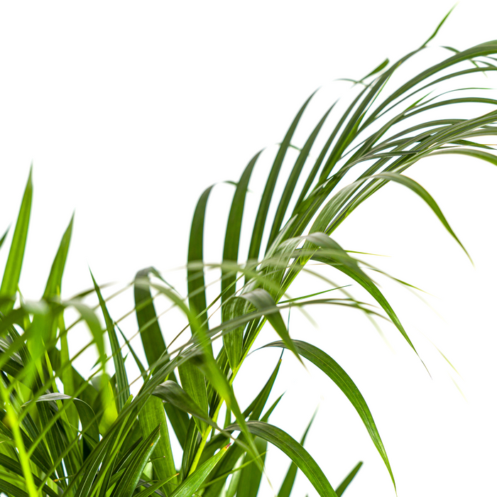 Dypsis Areca Lutescens met mand Ø21cm - ↕100 - 120cm