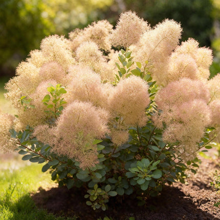 Cotinus coggygria Young Lady - Smoke Tree - Green - ↕35cm - Ø12cm