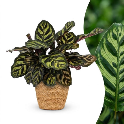Calathea Makoyana - Pauwenplant - met Mand - Pot 12cm - Hoogte - 25cm