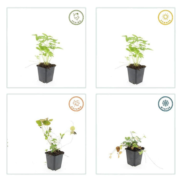 Fragaria Vesca - Bosaardbei - ↕10-25cm - Ø9cm - 60x