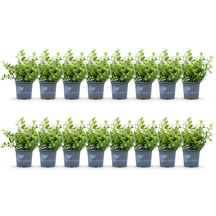 Boxwood Hedge - BetterBuxus Babylon Beauty - Resistant to Boxwood blight - 2 linear meters - ↕20-25cm - Ø9cm - 16x