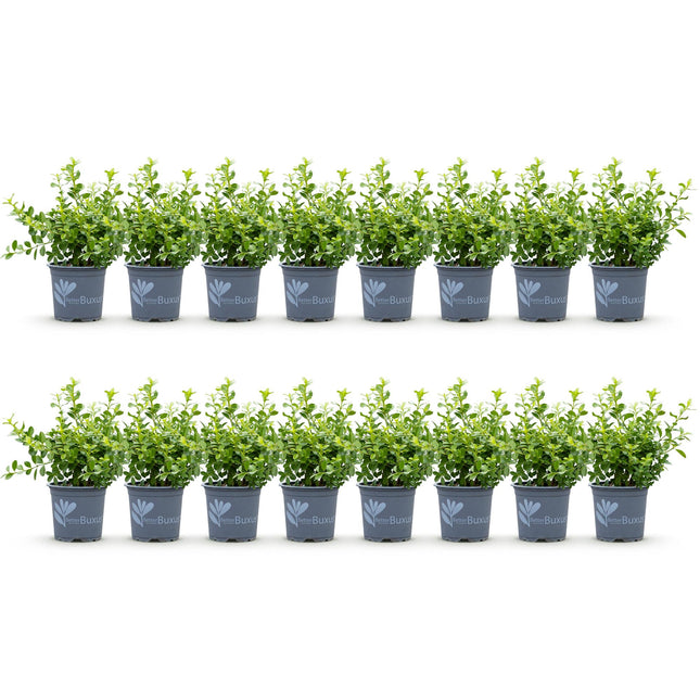 Buxus Haag - BetterBuxus Babylon Beauty - Resistant tegen de Buxus schimmel - 2 strekkende meter - ↕20-25cm - Ø9cm - 16x