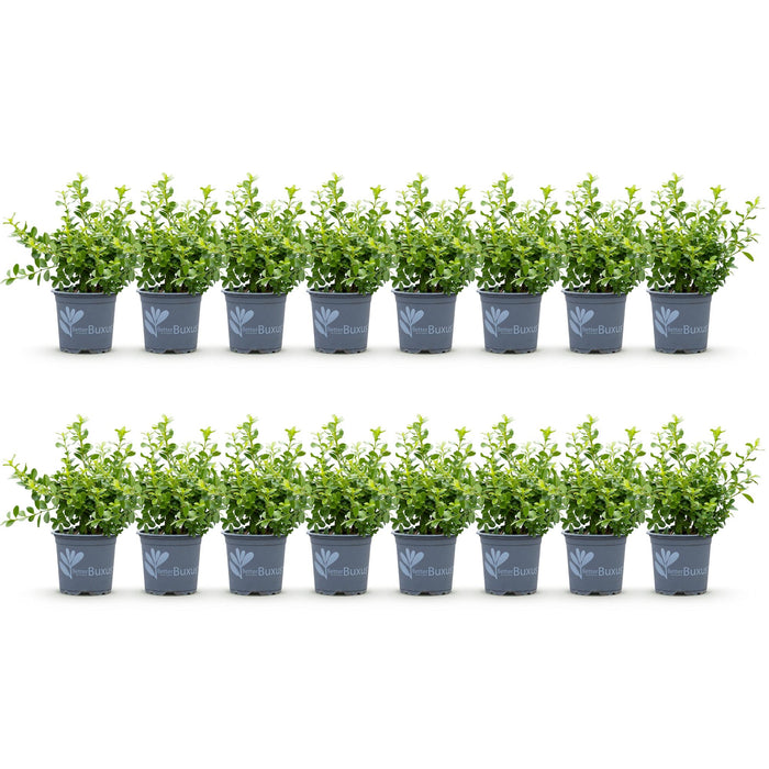Green boutiQ – Buchsbaumhecke – BetterBuxus Babylon Beauty – Resistent gegen Buchsbaumpilz – 16 Pflanzen – 2 laufende Meter – Topf 9 cm, Höhe 20–25 cm
