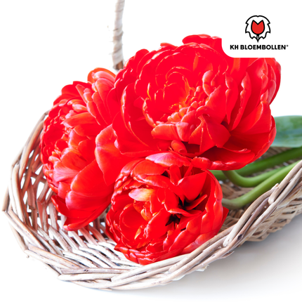 Bulbos de tulipán rojo espectacular – 20 unidades | KH Bloembollen® | Tulipán peonía rojo – Flor doble y de lujo – Para jardín o maceta – Tamaño 11/12 – ¡Directamente del productor!