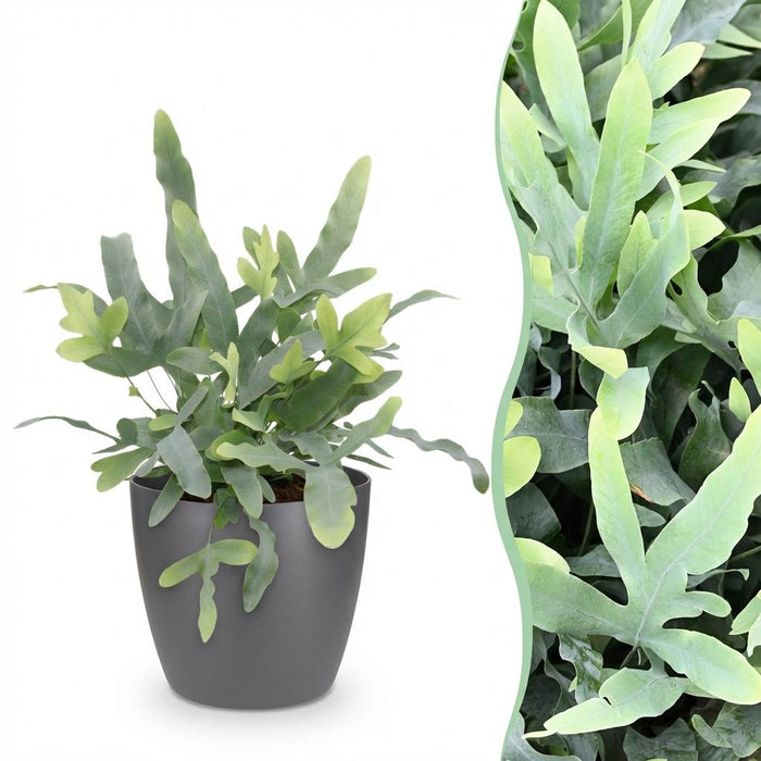 Phlebodium aureum Blue Star - Blauwe Varen - met grijze plantenpot - ↕25cm - Ø12cm
