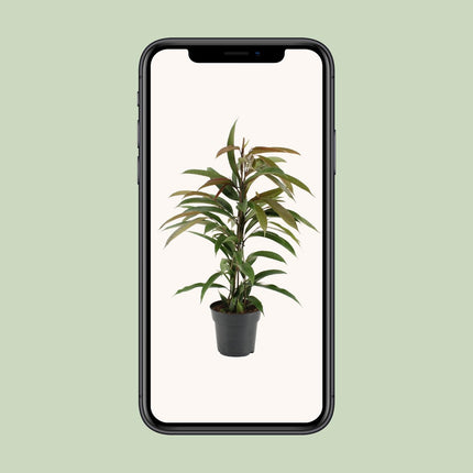 Ficus Binnendijkii Amstel King - ↕70cm - Ø17cm