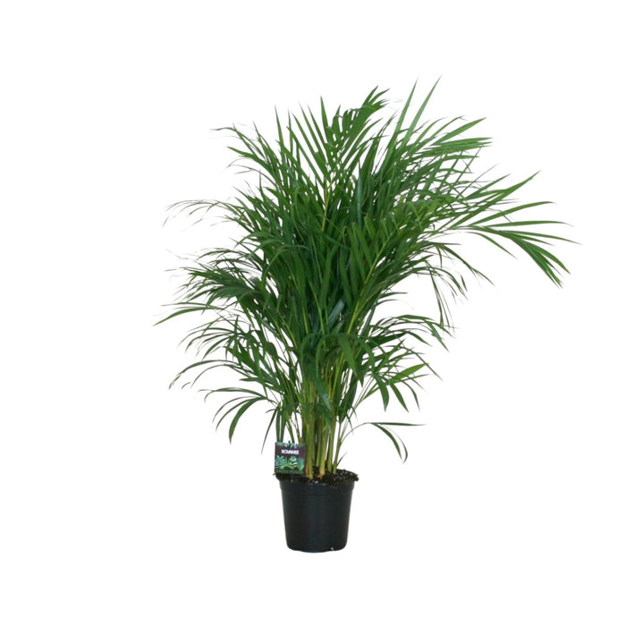 Areca Palm - Dypsis Lutescens - ↕100cm - Ø19cm