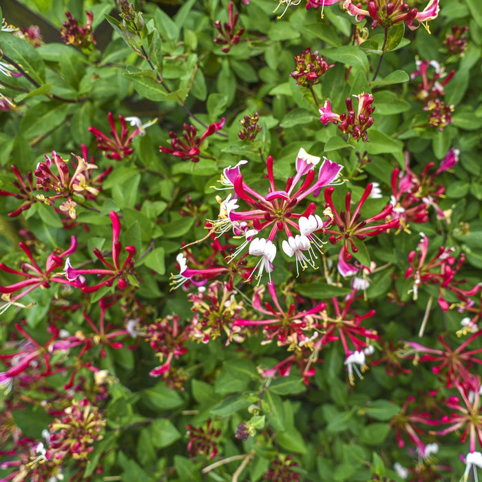 Kamperfoelie - Lonicera Serotina - Bloem Roze met Wit - Kamperfoelie - ↕40cm - Ø11cm - 2x