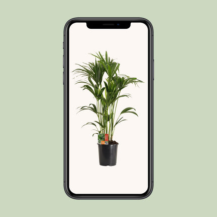 Howea Forsteriana - Kentia Palm - ↕120cm - Ø24cm