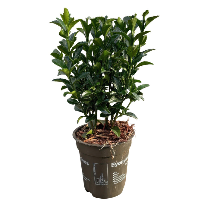 Haagplanten - Euonymus japonica Green Spire -  blad groen - 8 planten - 1 strekkende meter - groenblijvend - pot 9cm hoogte 20-25cm
