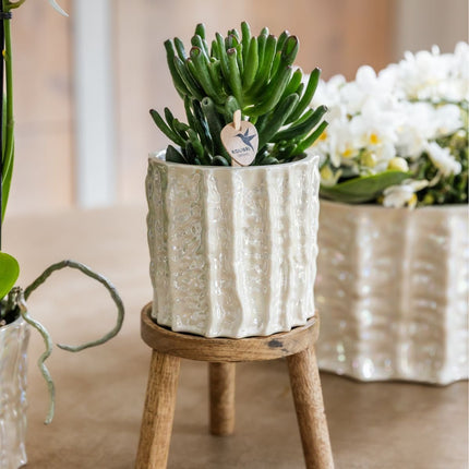 Kolibri Orchids | Gift Set Oyster - Witte Phalaenopsis Orchidee Mineral Gibraltar & Succulent