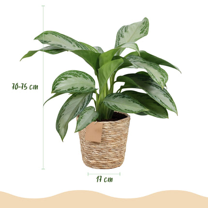 Aglaonema Silver Bay - Silver Leaf - with basket - ↕70-75cm - Ø17cm - 2x