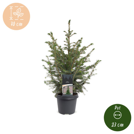 Picea omorika - Servische spar - Groen - Kerstboom - Ø23cm - ↕70cm