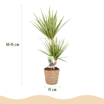 Dracaena Sunray – Drachenbaum – mit Korb – Topf 17 cm – Höhe 70–75 cm