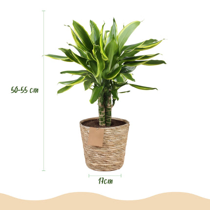 Dracaena fragrans Golden Coast - Arbre dragon - avec panier - ↕50-55cm - Ø17cm