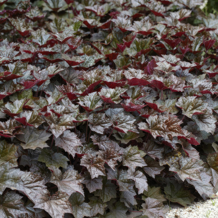 Heuchera mic. 'Palace Purple' - ↕10-25cm - Ø9cm - 24x