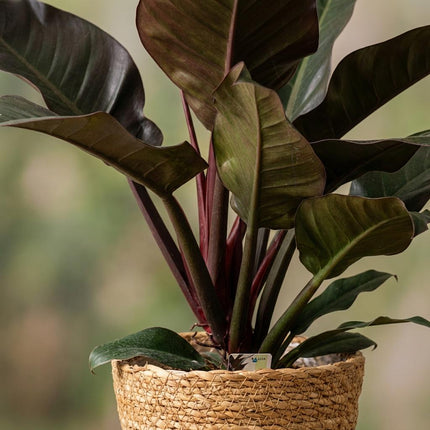 Philodendron Imperial Red - Rood - met Mand - ↕60cm - Ø19cm