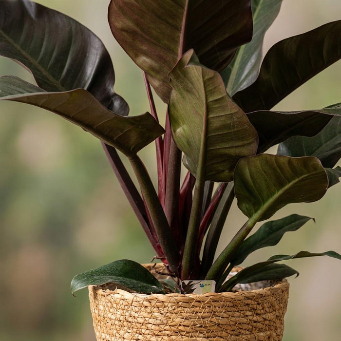 Philodendron Imperial Red - Rood - met Mand - ↕60cm - Ø19cm