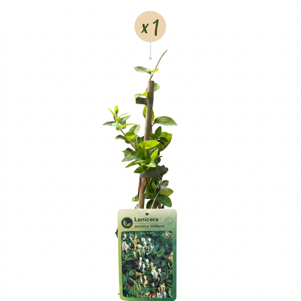 Lonicera jap. 'Halliana' - Japanse kamperfoelie - Wit - Geel - Klimplant - Ø9cm - ↕35cm