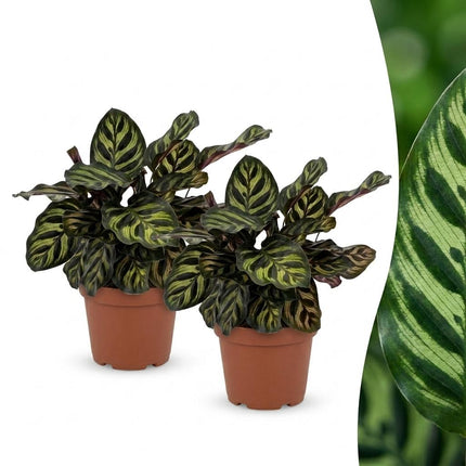 Calathea Makoyana - Pauwenplant - 2x - Pot 12cm - Hoogte 25cm