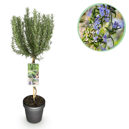 Rosmarinus officinalis - Rozemarijn - Paarse Bloem - ↕90cm - Ø19cm