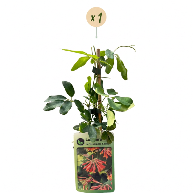 Lonicera br. 'Dropmore Scarlet' - Kamperfoelie 'Dropmore Scarlet' - Rood-Geel - Klimplant - Ø9cm - ↕35cm