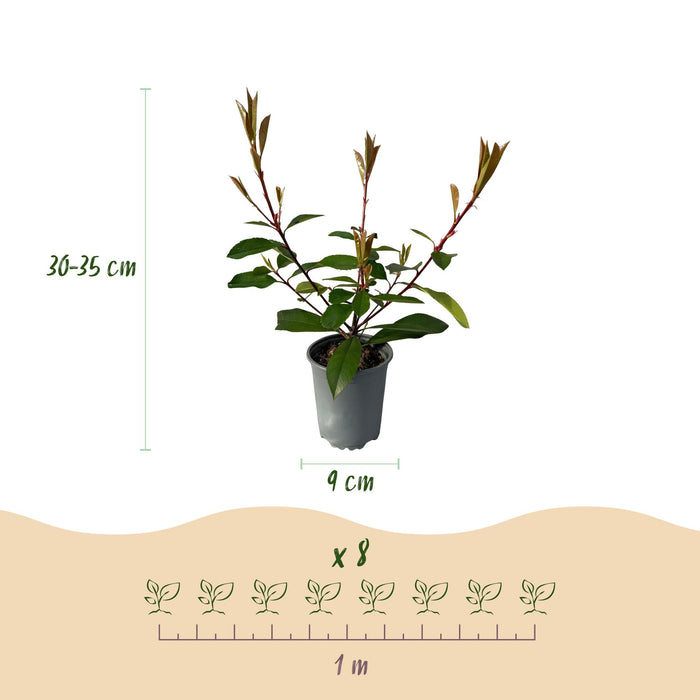 Haagplanten - Photinia fraseri Red Robin - blad rood groen  - 8 planten - 1 strekkende meter - groenblijvend - pot 9cm hoogte 30-35cm