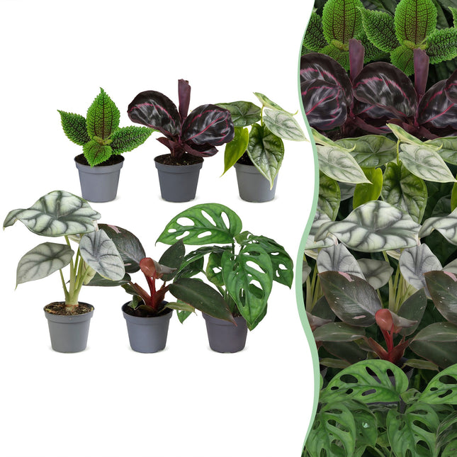 Babyplant-djungelmix - Diverse 6x - Tropisk - Ø6cm - ↕10-15cm