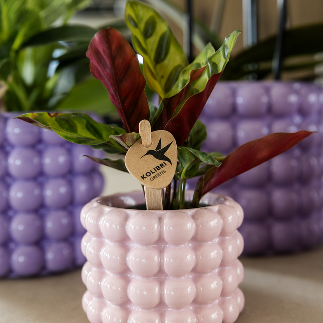 Kolibri Home | Maceta decorativa Poppy - Rosa - Ø6cm