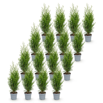 Thuja occidentalis Smaragd - Levensboom - 16x Haagplanten - Groenblijvend - Groen - Pot 9cm - Hoogte 20-30cm