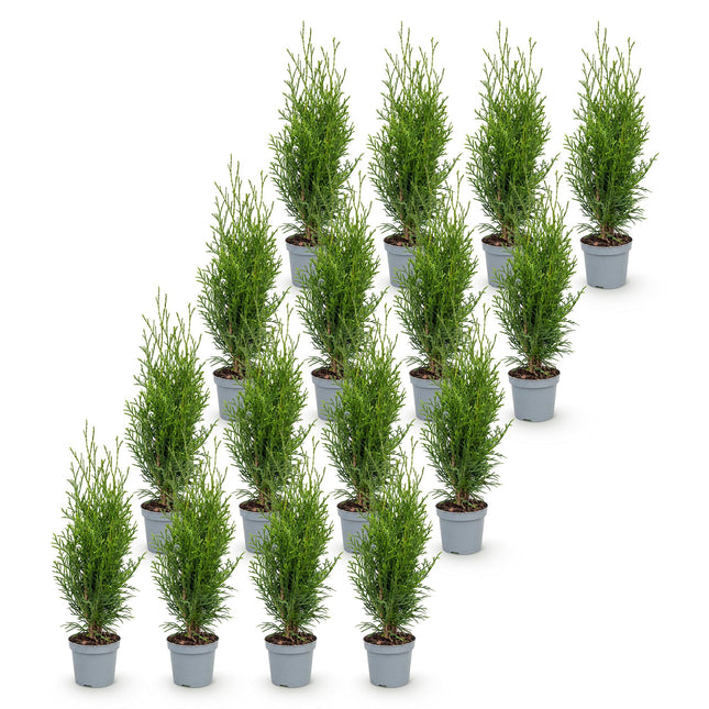 Thuja occidentalis Smaragd - Levensboom - 16x Haagplanten - Groenblijvend - Groen - Pot 9cm - Hoogte 20-30cm