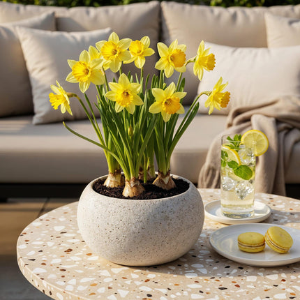 Bulbes de fleurs - Narcisse Carlton - Couleur jaune - 15 bulbes - Calibre 12/14 - Paquet XXL