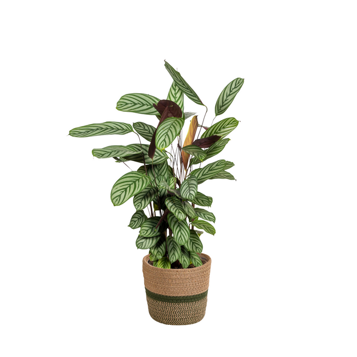 Calathea Oppenheimiana met mand Ø24cm - ↕80 - 100cm