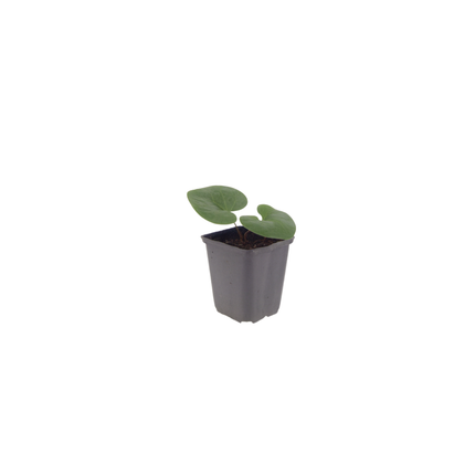 Asarum europaeum - Mansoor - ↕10-25cm - Ø9cm - 24x