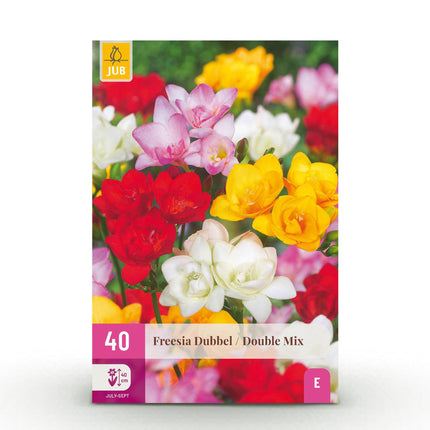Bulbes de freesia doubles (mélange) - Couleurs variées - 40 bulbes - Calibre 5/6 - Paquet XXL