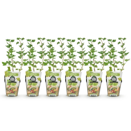Kruisbes - Ribes uva-crispa Hinnonmaki Grun - Winterhard - 6 Planten - Pot 9 cm - Groene Bes