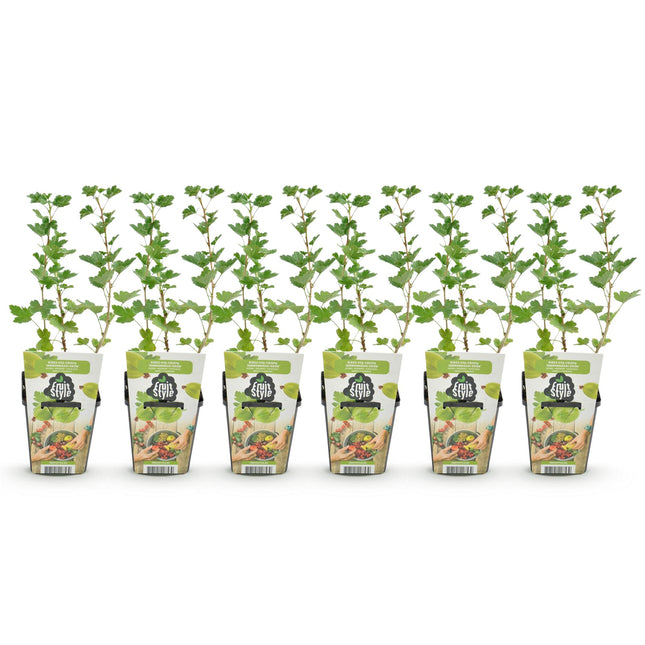Gooseberry - Ribes uva-crispa Hinnonmaki Grun - Hardy - 6 Plants - 9 cm Pot - Greenberry