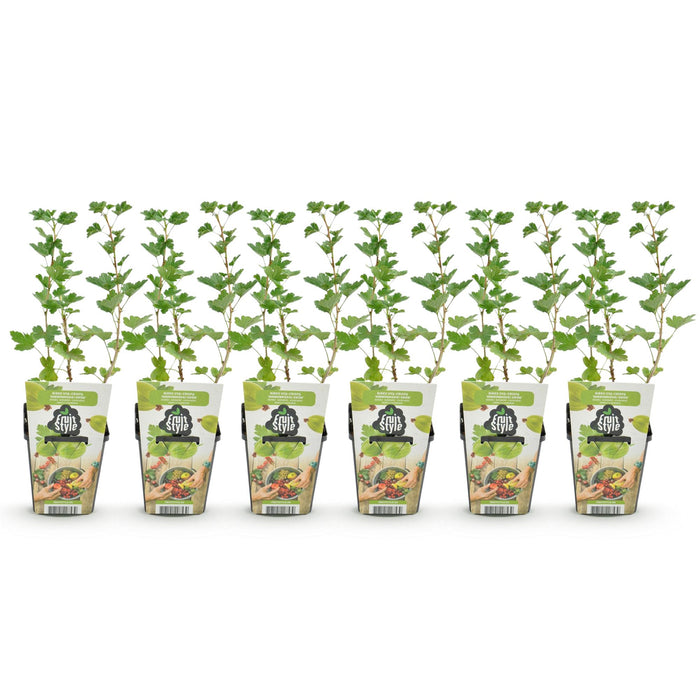 Groseille à maquereau - Ribes uva-crispa Hinnonmaki Grun - Rustique - 6 plants - Pot de 9 cm - Baies vertes
