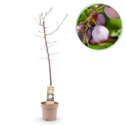 Pruimen boom - Prunus domestica Opal - Geel Rode Vrucht - ↕90cm - Ø21cm