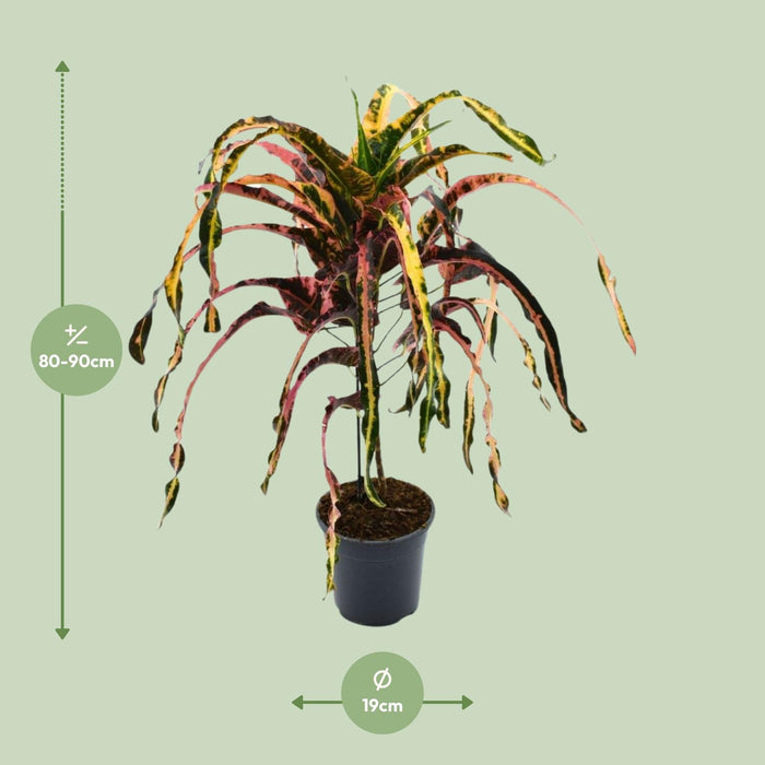 Croton Dreadlock - Codiaeum - Ø19cm - ↕85cm
