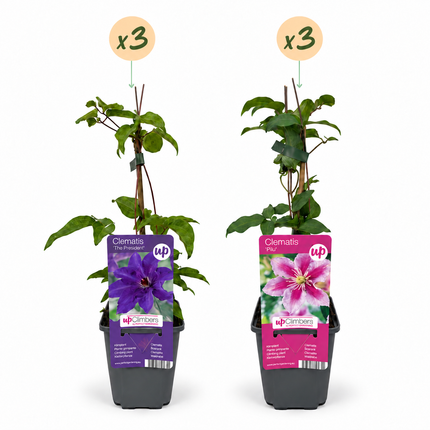 Clematis Duo Purple & Pink - Bosrank 6x - Paars - Roze - Wit - Klimplant - Ø9cm - ↕35cm