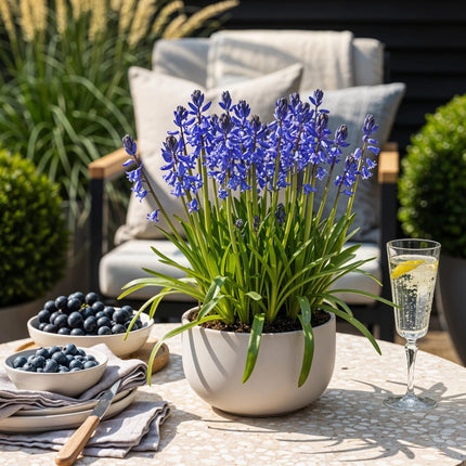 Bulbes de fleurs - Hyacinthoides non Scripta - Couleur bleue - 20 bulbes - Calibre 7/8 - Paquet XXL