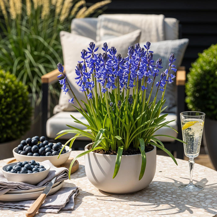 Bloembollen - Hyacinthoides non Scripta - Kleur Blauw - 20 stuks - Bolmaat 7/8 - XXL Pack
