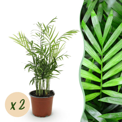 Chamaedorea Elegans - Palmier doré - ↕35-40 cm - Ø12 cm - 2x