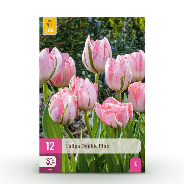 Bulbi di fiori - Tulipano doppio rosa - Colore rosa - 12 pezzi - Misura bulbo 11/12 - Confezione XXL